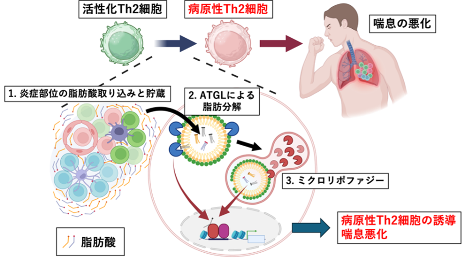 喘息などのアレルギー疾患が悪化するメカニズムを解明 ~脂肪分解経路を標的とした新たなアレルギー治療薬の開発に向けて~