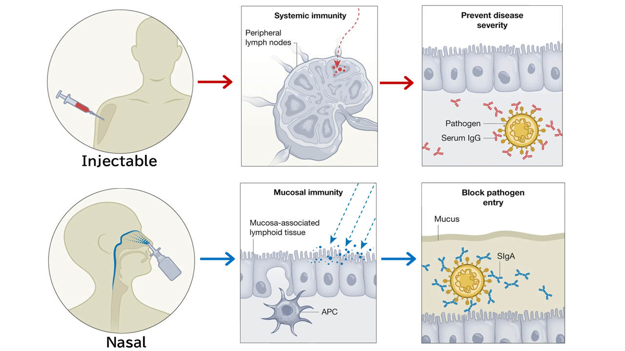 Nasal vaccines for respiratory infections. (Professor Kiyono and Professor Ernst, in Nature.)