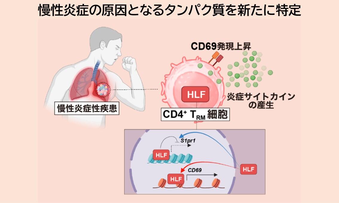 慢性炎症の原因となるタンパク質を新たに特定 ~ぜんそくなどの慢性炎症性疾患の新たな治療法開発に期待~