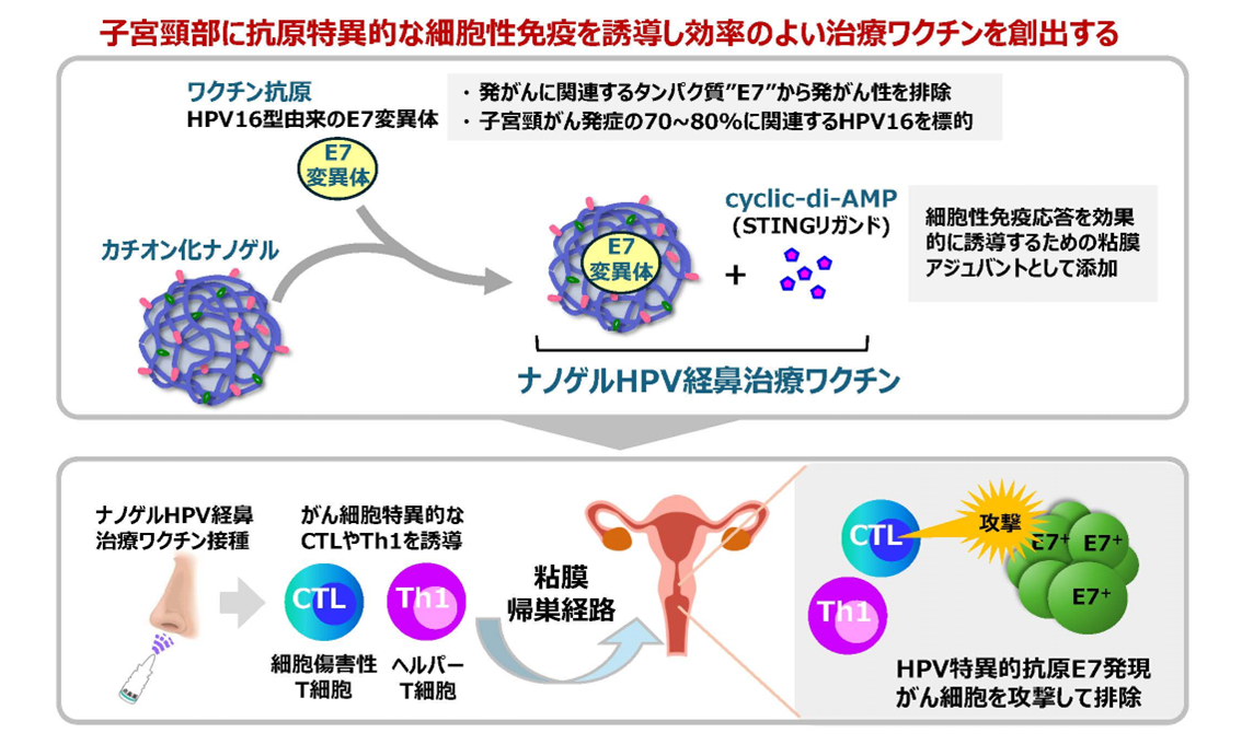 HPV感染による子宮頸がんの発症予防・治療に有効な経鼻治療ワクチンを開発