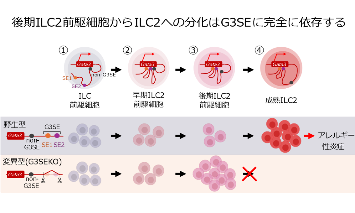 2型自然免疫細胞の新規分化メカニズムを解明～難治性アレルギー疾患の新規治療法開発に期待～