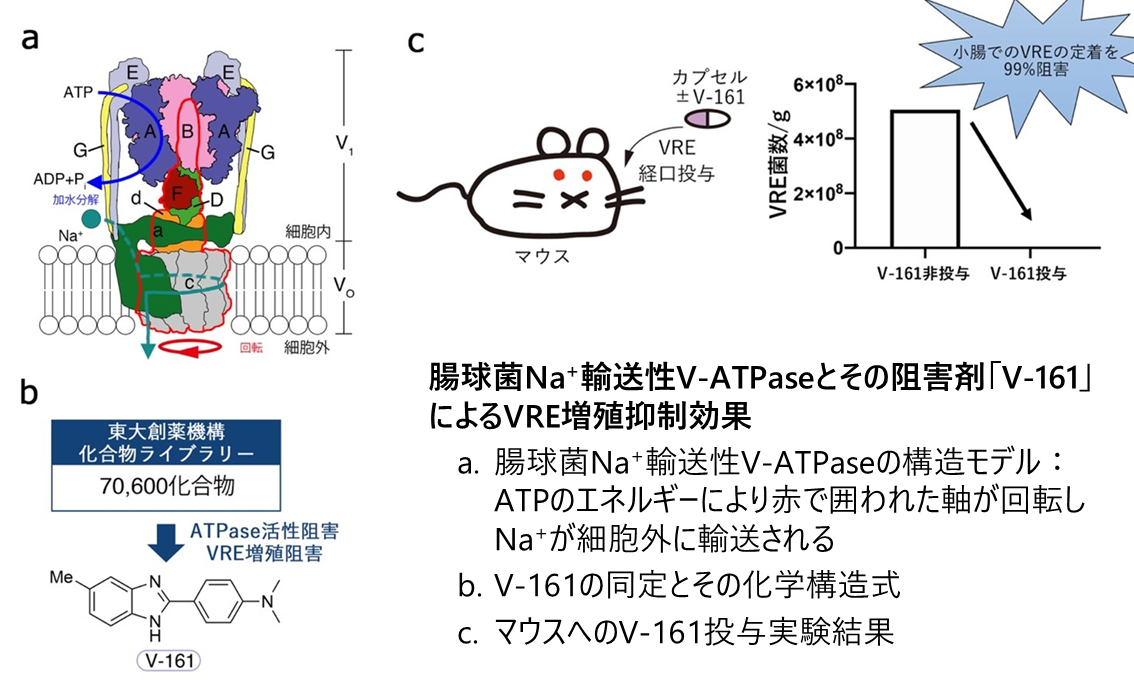 バンコマイシン耐性腸球菌 (VRE) 感染症の治療に道 -ナトリウムポンプ阻害剤の発見とその阻害機構を解明-