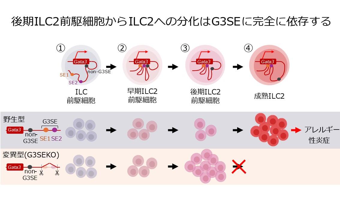 Hepatic leukemia factor directs tissue residency of proinflammatory memory CD4+ T cells. (Professor Hirahara, in Science)