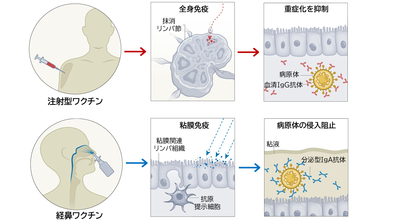 鼻から投与する「経鼻ワクチン」、感染予防の新たな切り札に 〜千葉大学とUCSDが最新動向を総まとめ～