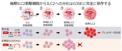 Stage-specific GATA3 induction promotes ILC2 development after lineage commitment (Prof. Nakajima, in Nat Commun.)