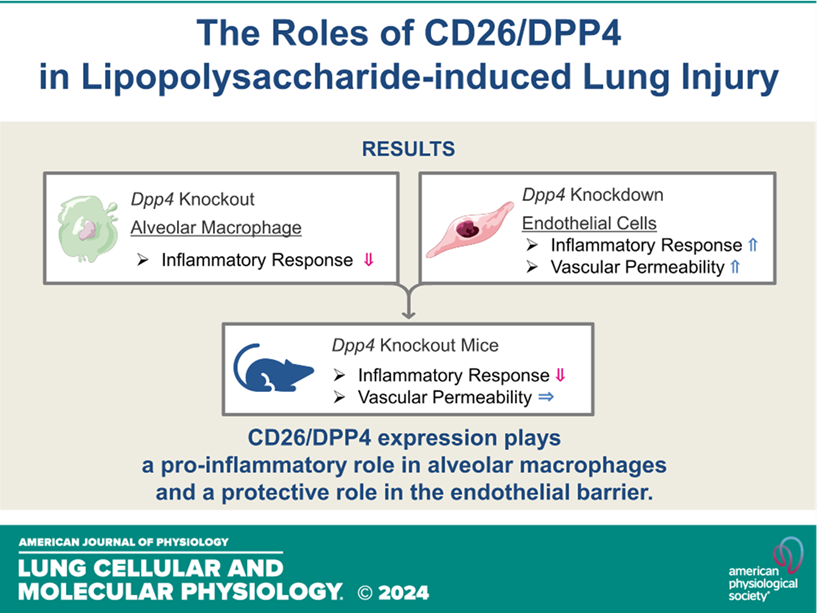 Functional roles of CD26/DPP4 in lipopolysaccharide-induced lung injury (Prof. Suzuki, in Int J Mol Sci.)