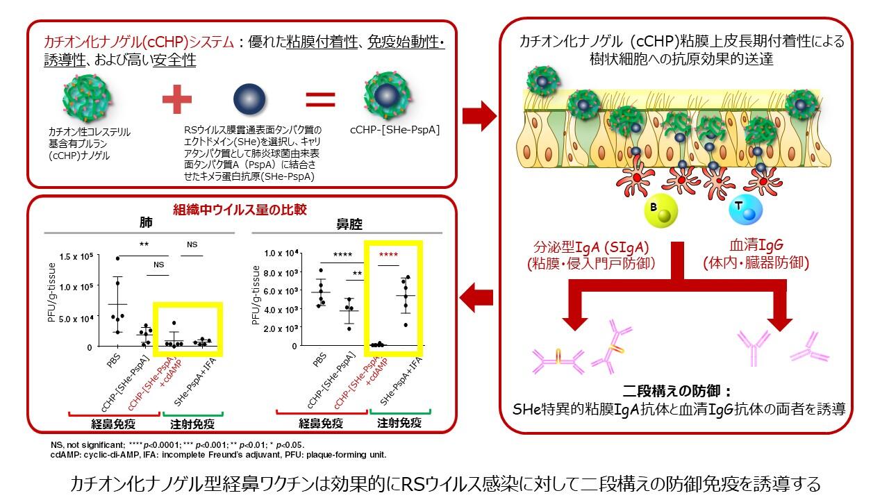 Cationic-nanogel nasal vaccine containing the ectodomain of RSV-small hydrophobic protein induces protective immunity in rodents (Prof. Kiyono, In NPJ Vaccines.))